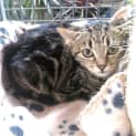 Photo of Skittles @ The Pet House, Tuggerah