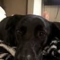 Photo of Bella