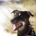 Photo of Jake ~ 7mo Kelpie X Boy (On Trial 26/06/16)