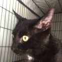 Photo of Halo (Child/Cat Friendly)