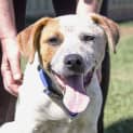 Photo of Porter ~ Cattle Dog Puppy ( On Trial 9/12/16)
