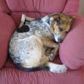 Photo of Bj ~ Cattle X German Shepherd (On Trial 2/11/16)