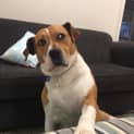 Photo of Lucky ~ 6yo Mastiff X Girl (On Trial 11/01/17)