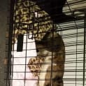 Photo of Whippy