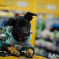 Photo of Nikita (Dog/Child Exposure)