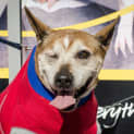 Photo of Sam