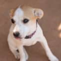 Photo of Tiny (D3404) 