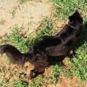Photo of Marcella