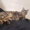 Photo of Harley
