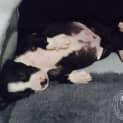 Photo of Bear