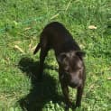 Photo of Daisy