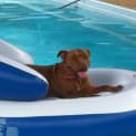 Photo of Toffee