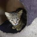 Photo of Skittles @ The Pet House, Tuggerah