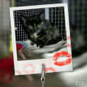 Photo of Prada @ The Pet House Tuggerah