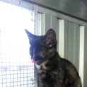 Photo of Prada @ The Pet House Tuggerah