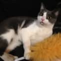 Photo of Milo