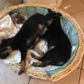 Photo of Foxie ** A Rottweiler Mix Pup **