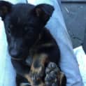 Photo of Foxie ** A Rottweiler Mix Pup **