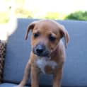 Photo of Rusty