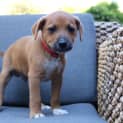Photo of Rusty
