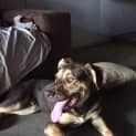 Photo of Benson