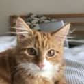 Photo of Charlie Id34848