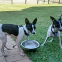 Photo of Max & Millie ~ Fox Terrier Pair (On Trial 5/04/17)