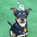 Photo of Marley **Adopted**