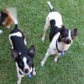 Photo of Max & Millie ~ Fox Terrier Pair (On Trial 5/04/17)