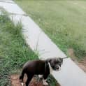 Photo of Hope ** A Special Puppy **