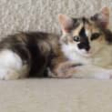 Photo of Riva