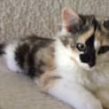 Photo of Riva