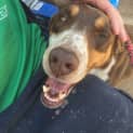 Photo of Hamish ~ Red Kelpie X ~ On Trial 18/2/17