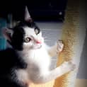 Photo of The Clawsome Nardo! 