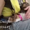 Photo of Daisy (5168)