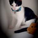 Photo of The Clawsome Nardo! 