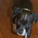Photo of Hope ** A Special Puppy **