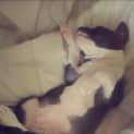 Photo of Hope ** A Special Puppy **