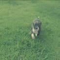 Photo of Hope ** A Special Puppy **