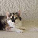 Photo of Riva