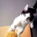 Photo of The Clawsome Nardo! 