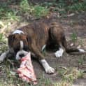Photo of Brutus
