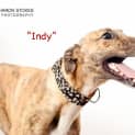 Photo of Indy