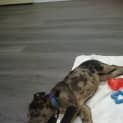 Photo of Chai