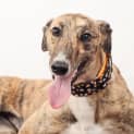 Photo of Indy