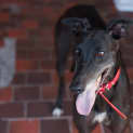 Photo of Dora