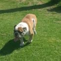 Photo of Bulldogs Benson & Bonnie