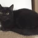 Photo of Boo π» Our Animated Uncoordinated Kitten