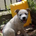 Photo of Charlie ~ Male Cattle X Boxer Pup (On Trial 2/03)
