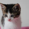 Photo of Sir Bruno Tabbytail 🤹🏻‍♀️ Gentleman Kitten